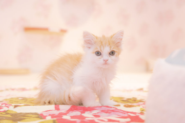 【実体験】初日に揃えておくべきグッズ6選！猫を飼う時に準備したもの