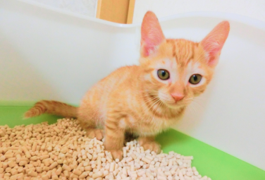 【お迎え初日の心配】猫ちゃんがおしっこをしない！