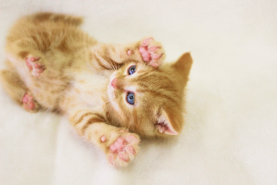 【体験談】猫がケージを大好きになるまでにやったこと！猫が慣れないケージで鳴いてしまう時は？