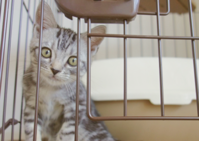 【子猫飼い始めの方必見】ケージから出たがる子猫はどうしたらいい？出すタイミングはいつ？