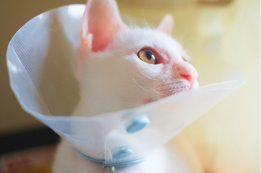 【疑問を解決】猫の避妊手術・去勢手術後のエリザベスカラーって本当に必要なの？