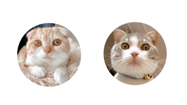 nekos　ネコズ　ユキアメ